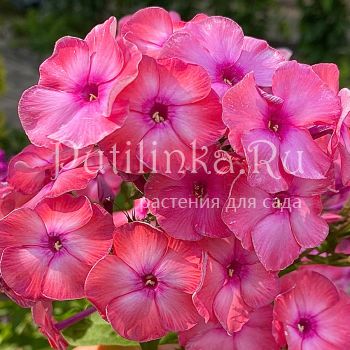 Флокс метельчатый Мальва (Егорова В.)