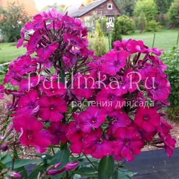 Флокс метельчатый Мантия (Егорова В.)