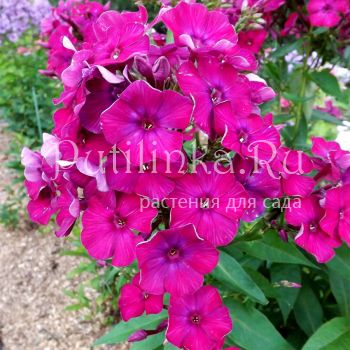 Флокс метельчатый Мантия (Егорова В.)