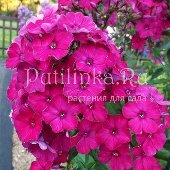 Флокс метельчатый Мантия (Егорова В.)