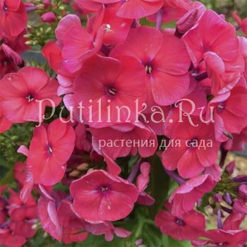 Флокс метельчатый Медная Бабушка (Егорова В.)