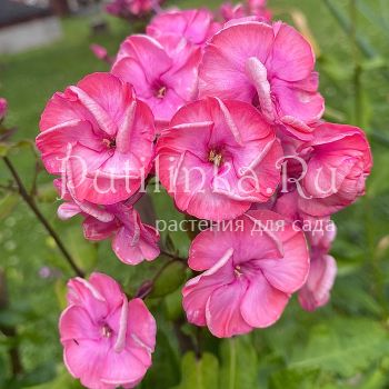 Флокс метельчатый Мечта (Егорова В.)