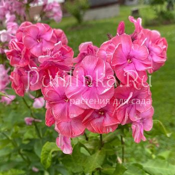 Флокс метельчатый Мечта (Егорова В.)