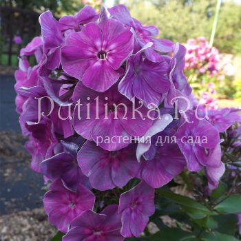 Флокс метельчатый Мудрец (Егорова В.)