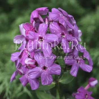 Флокс метельчатый Негус (Егорова В.)