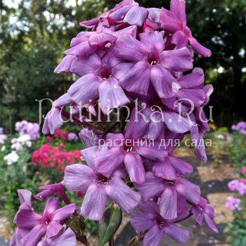 Флокс метельчатый Негус (Егорова В.)