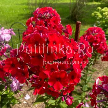 Флокс метельчатый Пламень (Егорова В.)