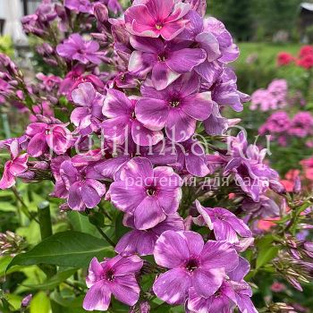 Флокс метельчатый Причуда (Егорова В.)