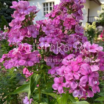 Флокс метельчатый Причуда (Егорова В.)