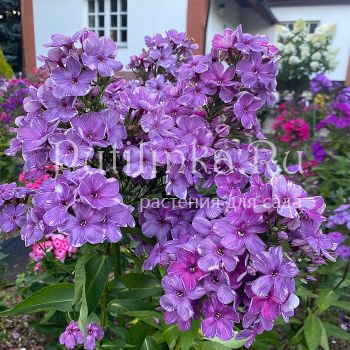 Флокс метельчатый Причуда (Егорова В.)