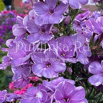 Флокс метельчатый Причуда (Егорова В.)