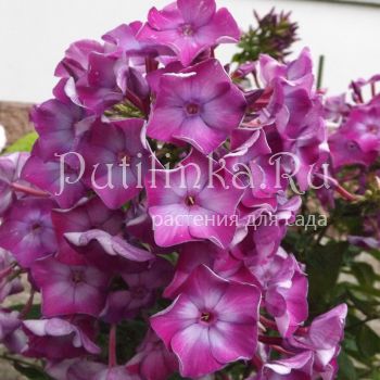 Флокс метельчатый Подмосковные Вечера (Егорова В.)