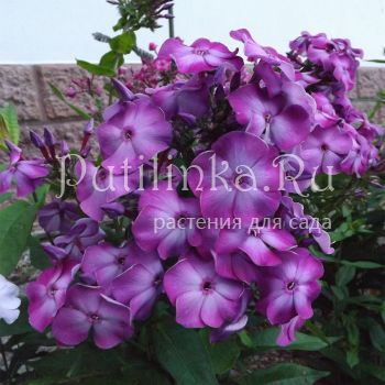 Флокс метельчатый Подмосковные Вечера (Егорова В.)