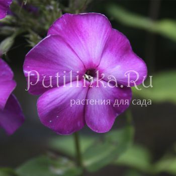 Флокс метельчатый Подмосковные Вечера (Егорова В.)