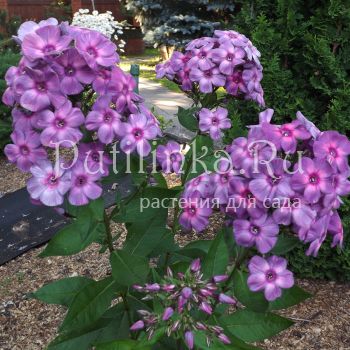 Флокс метельчатый Пульсар (Егорова В.)