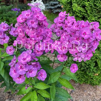 Флокс метельчатый Пульсар (Егорова В.)