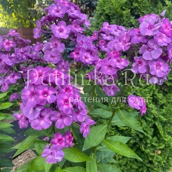 Флокс метельчатый Пульсар (Егорова В.)