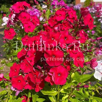 Флокс метельчатый Рубинчик (Егорова В.)