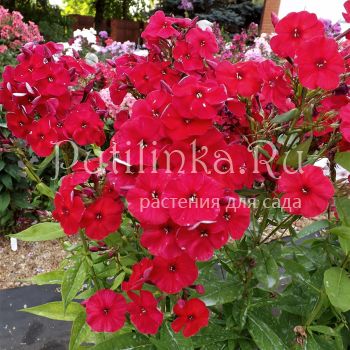 Флокс метельчатый Рубинчик (Егорова В.)