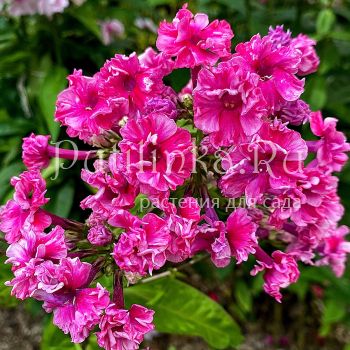 Флокс метельчатый Сенсация (Егорова В.)