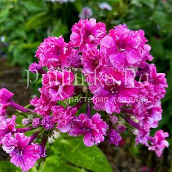 Флокс метельчатый Сенсация (Егорова В.)