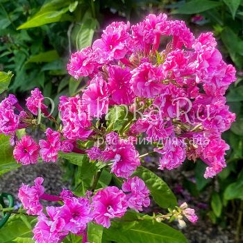 Флокс метельчатый Сенсация (Егорова В.)