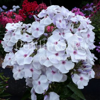 Флокс метельчатый Северянка (Егорова В.)