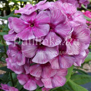 Флокс метельчатый Серебрянные Нити (Егорова В.)