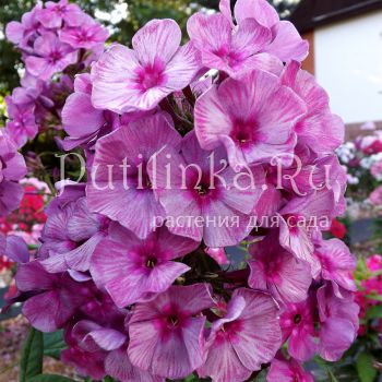 Флокс метельчатый Серебрянные Нити (Егорова В.)