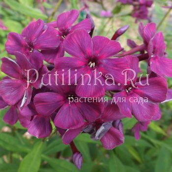 Флокс метельчатый Трубочист (Егорова В.)