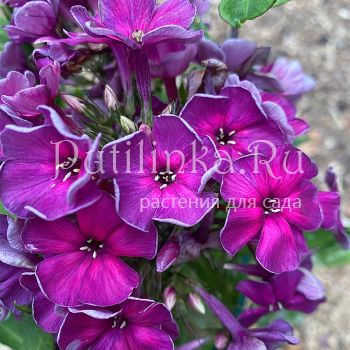 Флокс метельчатый Трубочист (Егорова В.)