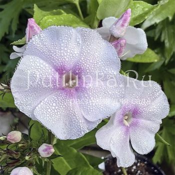 Флокс метельчатый Пелегрина (Егорова В.)