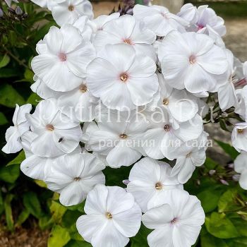 Флокс метельчатый Умка (Егорова В.)