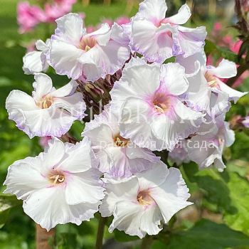 Флокс метельчатый Эйфария (Егорова В.)