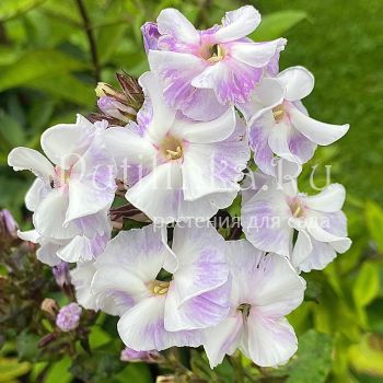 Флокс метельчатый Эйфария (Егорова В.)