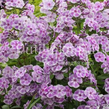 Флокс метельчатый Гордость и Предубеждение (Марковский Ю.Б.)