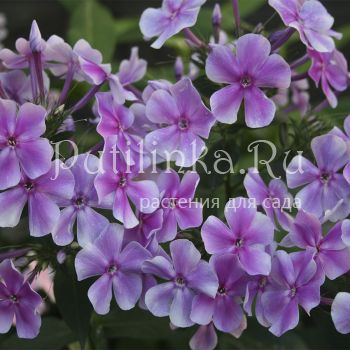 Флокс метельчатый Гордость и Предубеждение (Марковский Ю.Б.)