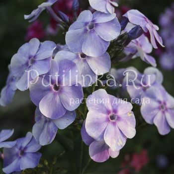 Флокс метельчатый Ангел Хранитель (Марковский Ю.Б.)