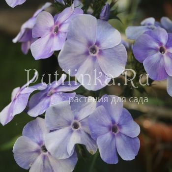 Флокс метельчатый Ангел Хранитель (Марковский Ю.Б.)