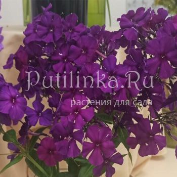 Флокс метельчатый Джекпот (Кузнецова И.)