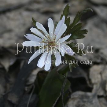 Анемона Shiro Manne (A. psudoaltaica Shiro Manne)