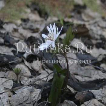 Анемона Shiro Manne (A. psudoaltaica Shiro Manne)