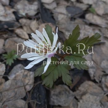 Анемона Shiro Manne (A. psudoaltaica Shiro Manne)