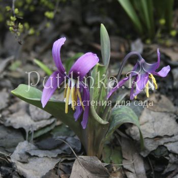 Кандык сибирский сортовая линия Волна