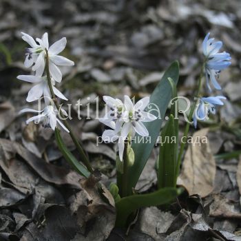 Пролеска сибирская бледно-розовая с лиловыми тычинками