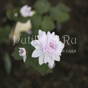 Анемонелла Cameo (Anemonella Cameo)