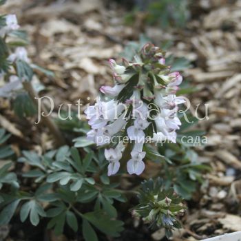 Хохлатка Модница