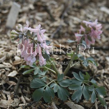 Хохлатка Розовое облако