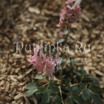 Хохлатка плотная Розовое облако