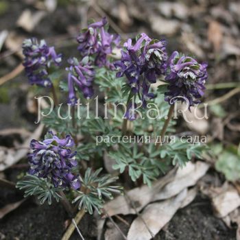 Хохлатка Черника